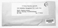 Colletotrichum gloeosporioides image